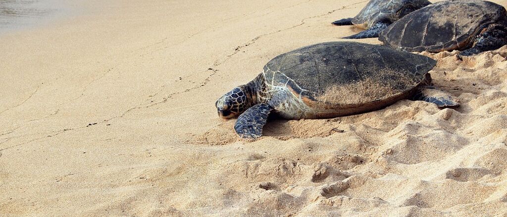 Hoe JFK aan traagheid schildpad ten onder ging