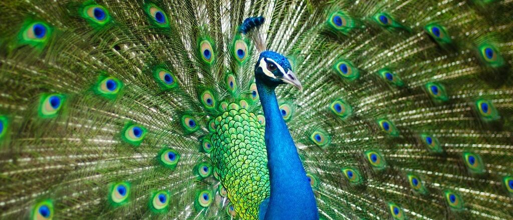 Beautiful male peacock 2363750 960 720